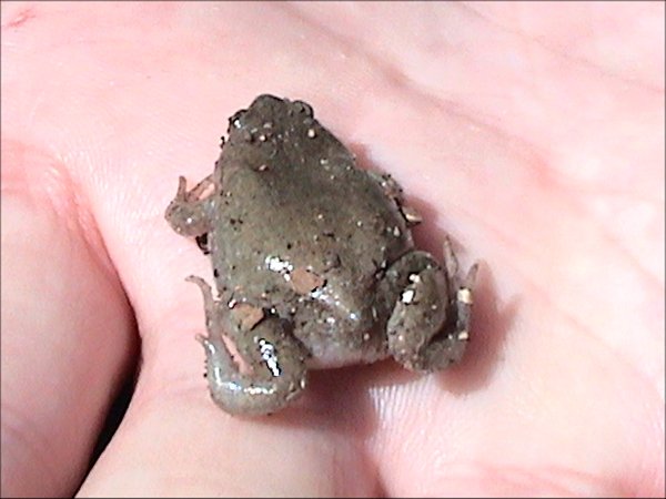 gastrophryne-olivacea-qurbagasi