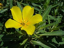 ludwigia-grandiflora