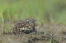 natterjack-quru-qurbagasi-epidalea-calamita