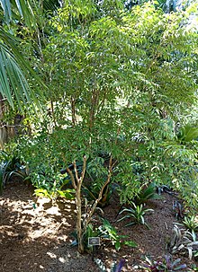 myrciaria-floribunda-bitkisi