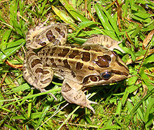 leptodactylus-latrans-qurbagasi