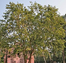 aegle-marmelos-agaci