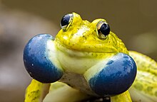 hoplobatrachus-tigerinus-qurbagasi