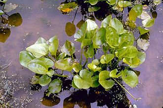 echinodorus-cordifolius