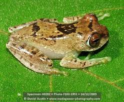 boophis-blommersae-qurbagasi