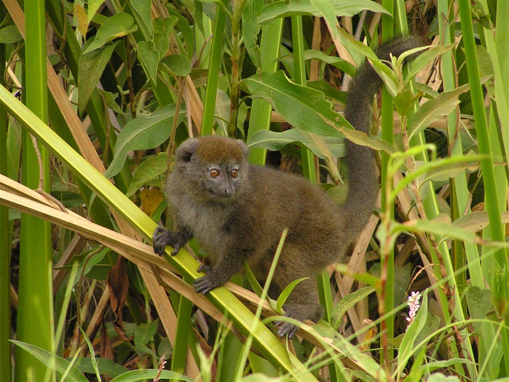 lac-alaotra-bambuk-lemuru