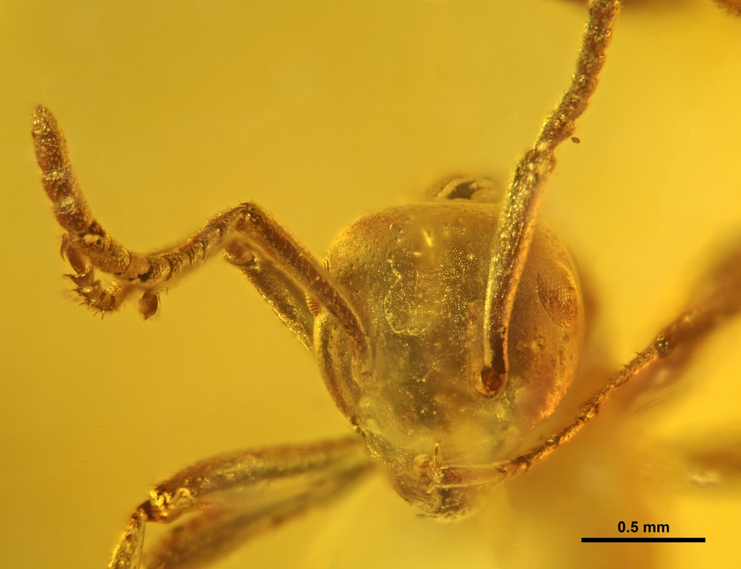 asymphylomyrmex-qarisqasi