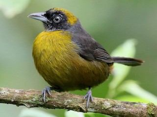 qonur-uzlu-tanager