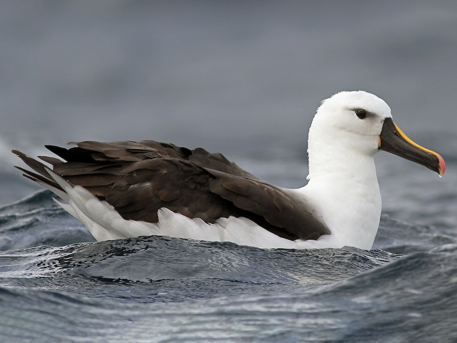 hindistan-sariburun-albatrosu