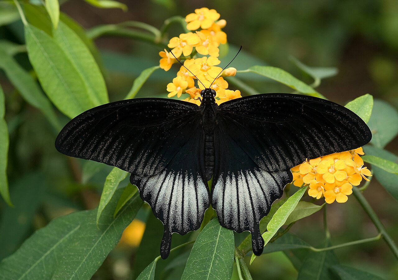papilio-memnon-kepeneyi