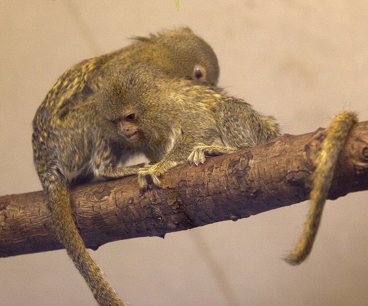 serq-pigme-marmoseti