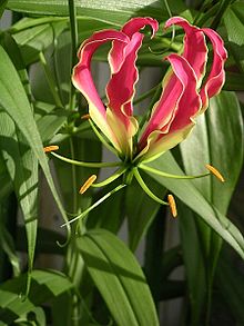 gloriosa