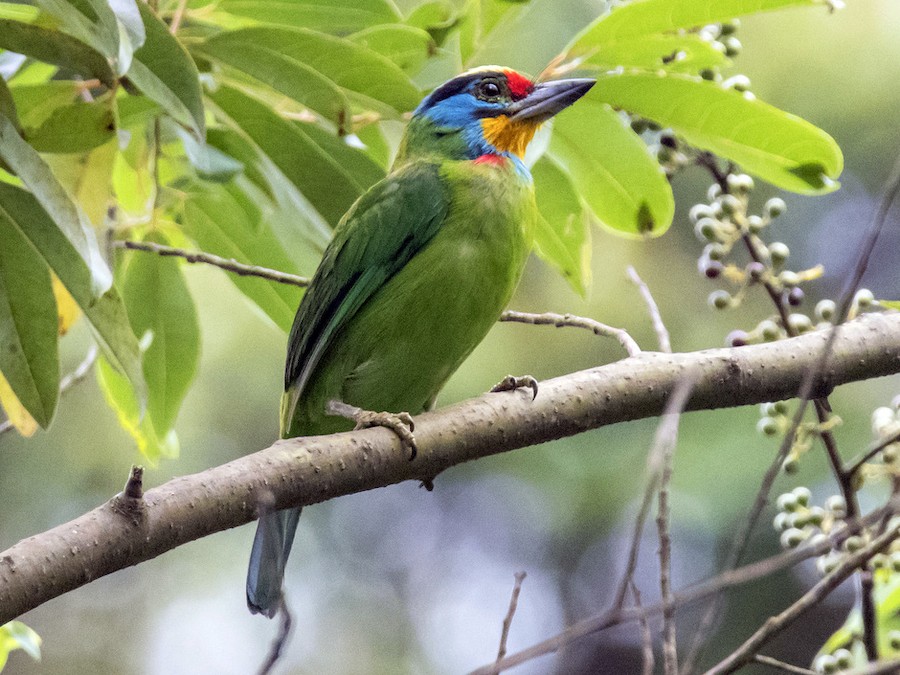 qaraqas-barbet