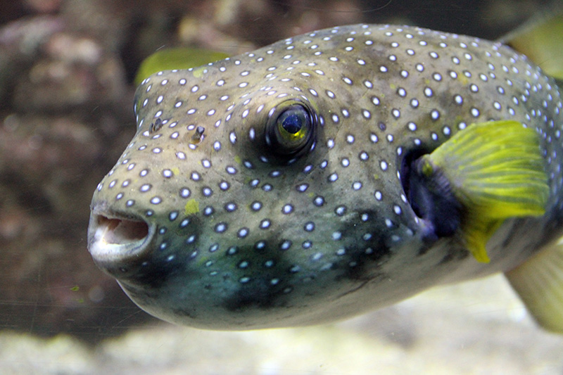 tetraodontidae-baligi