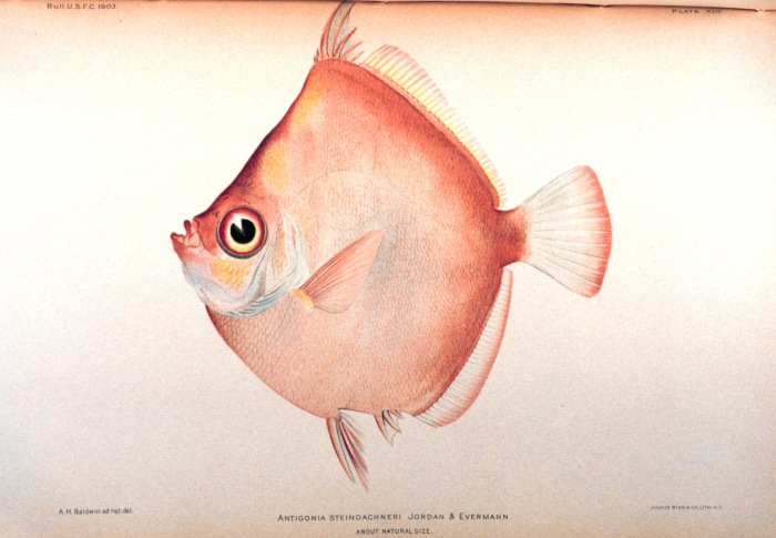 caproidae