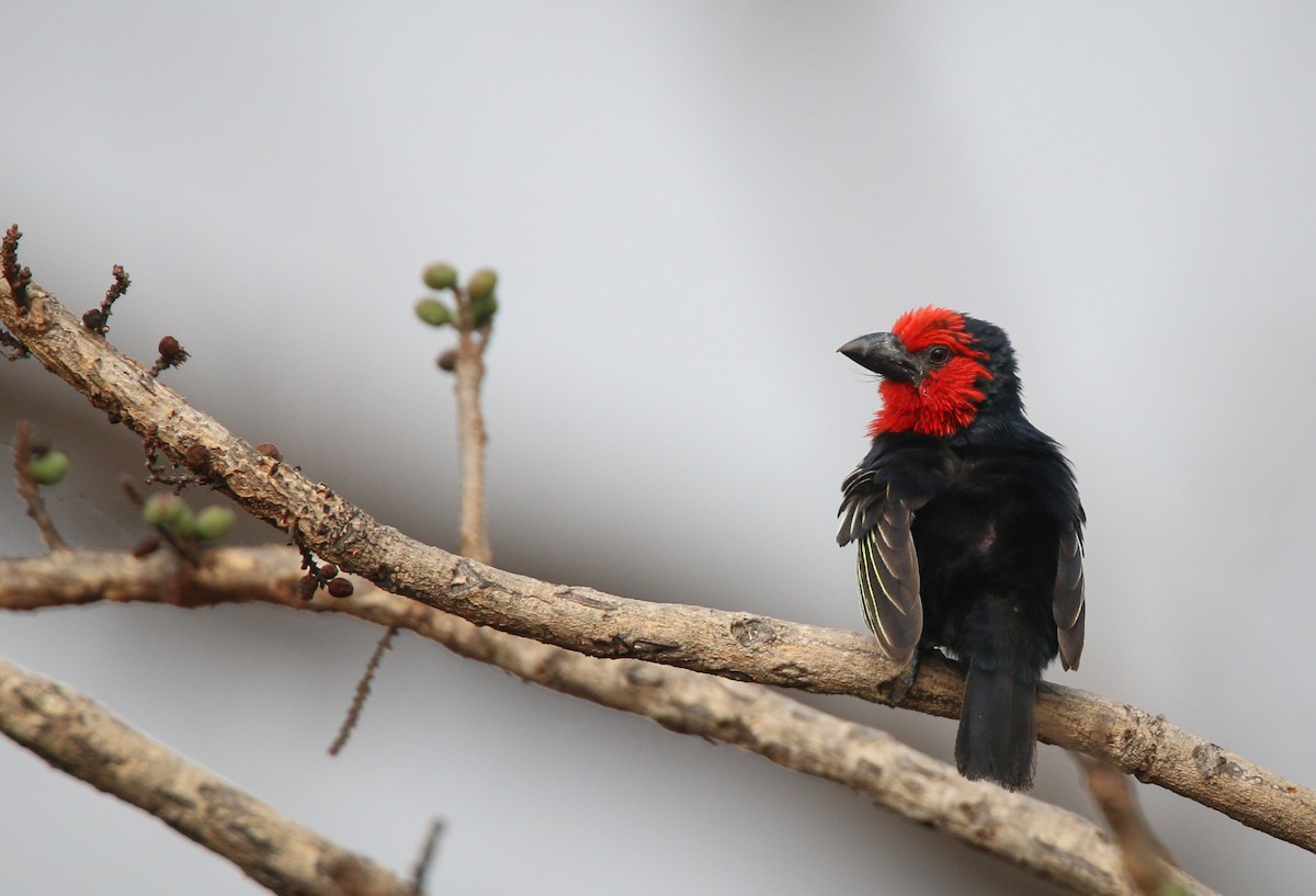 qaradimdik-barbet