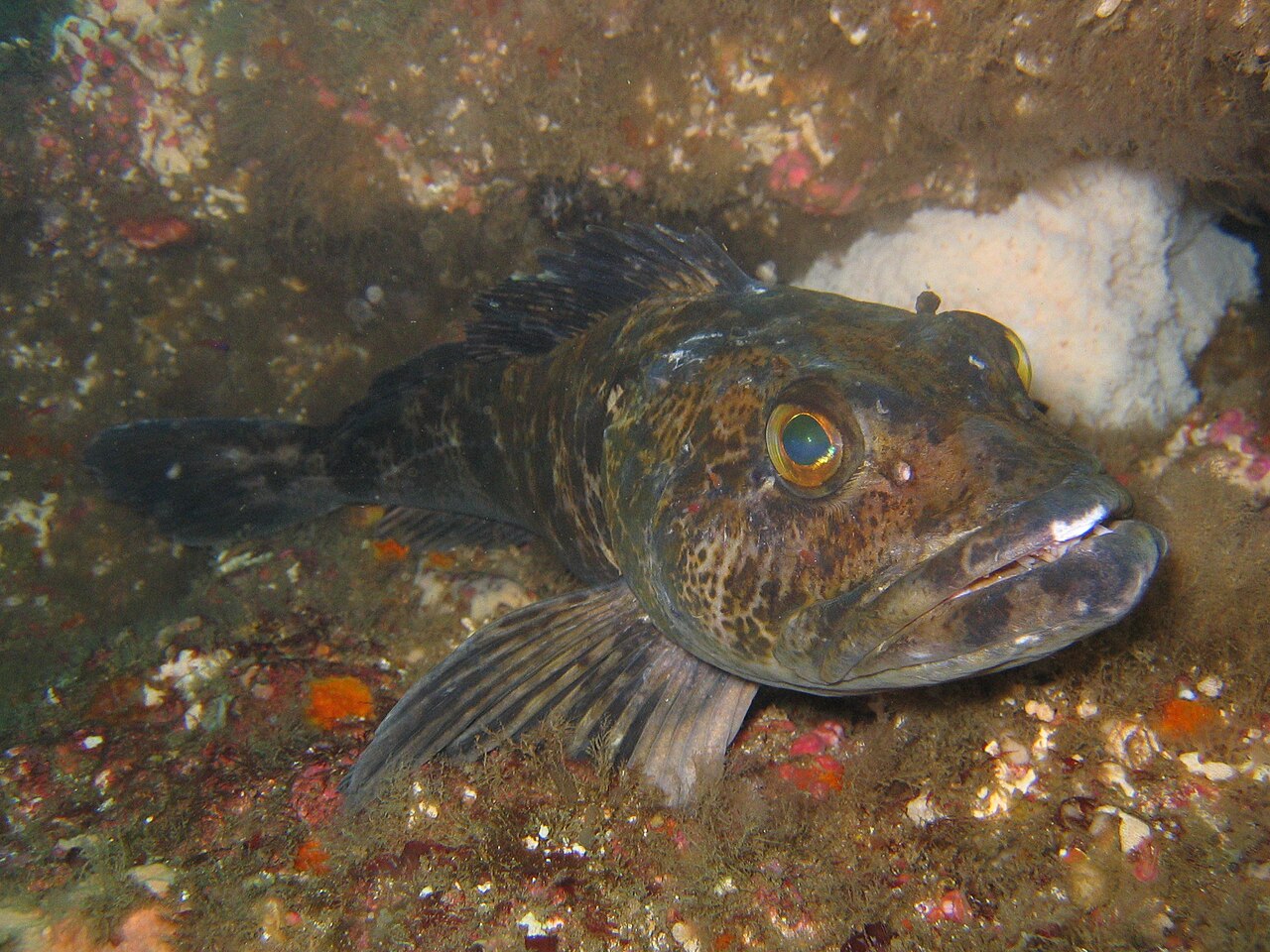 hexagrammidae-baligi