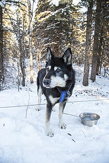 alaskan-xaski-it-cinsi