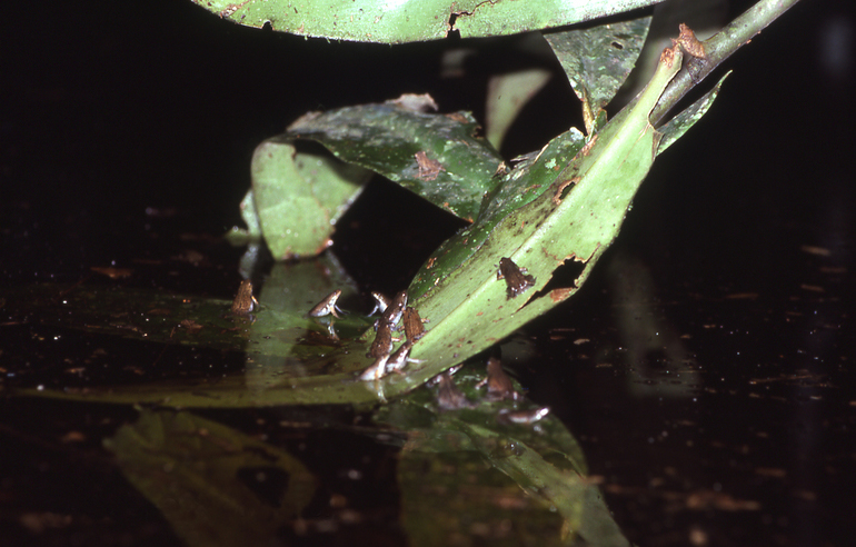 chiasmocleis-ventrimaculata-qurbagasi