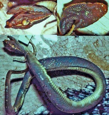 tropidolaemus-huttoni-ilani