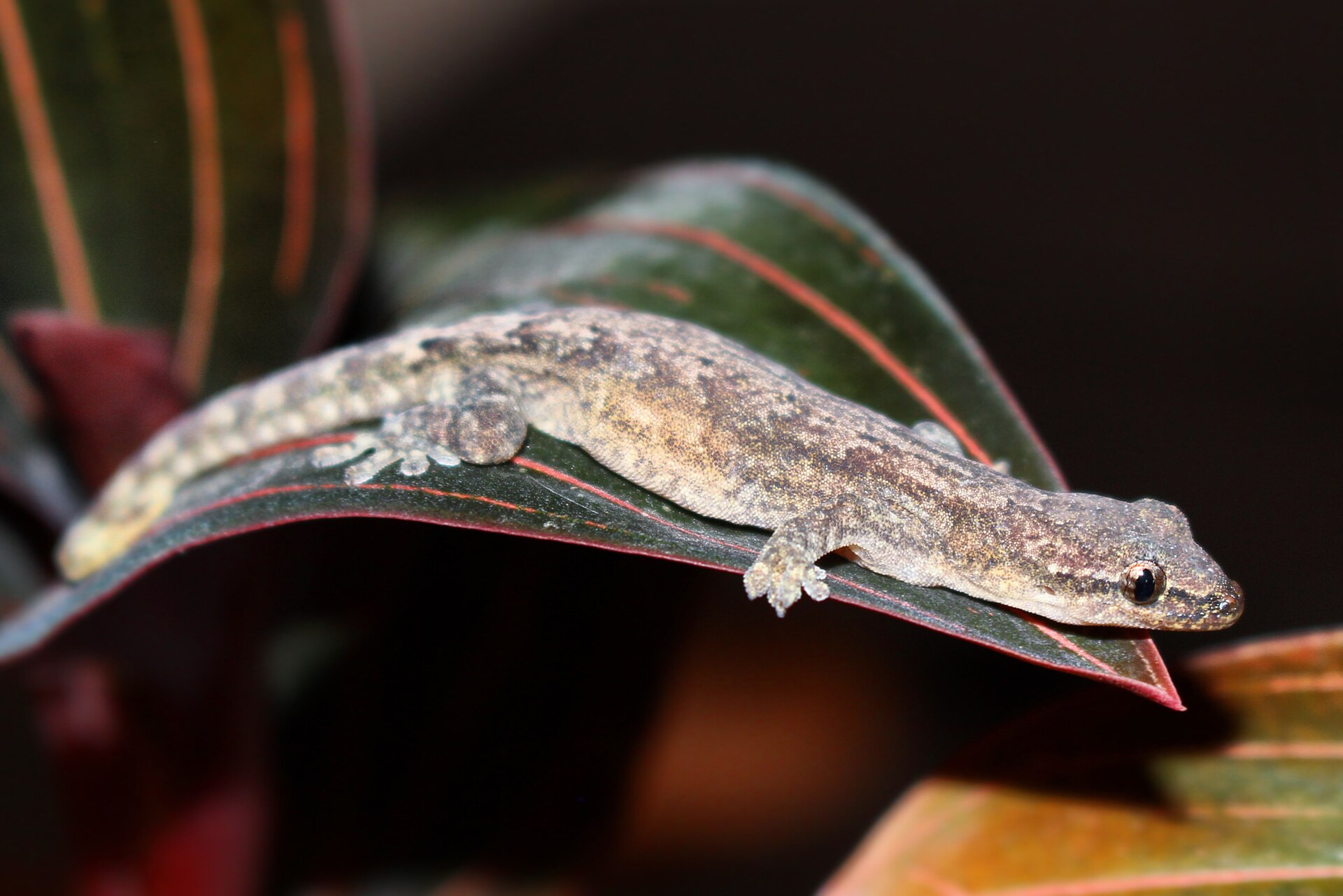 lepidodactylus-lugubris-kertenkelesi