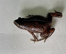 chiasmocleis-bassleri-qurbagasi