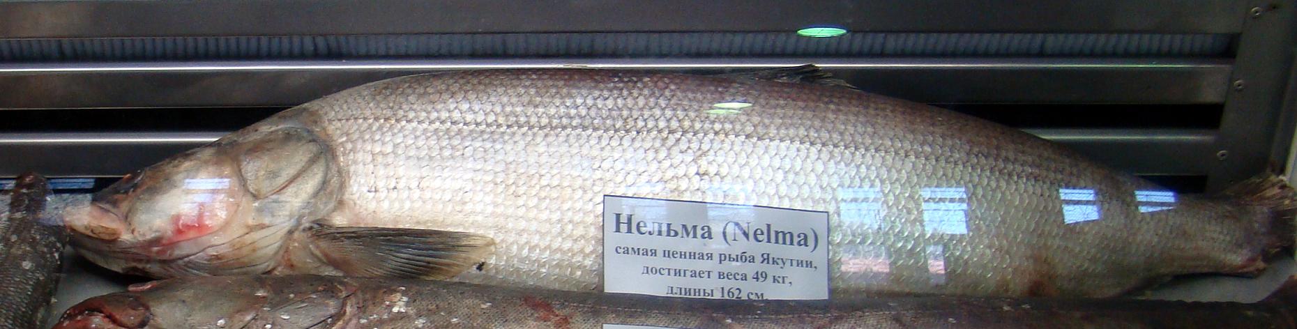 nelma-baligi