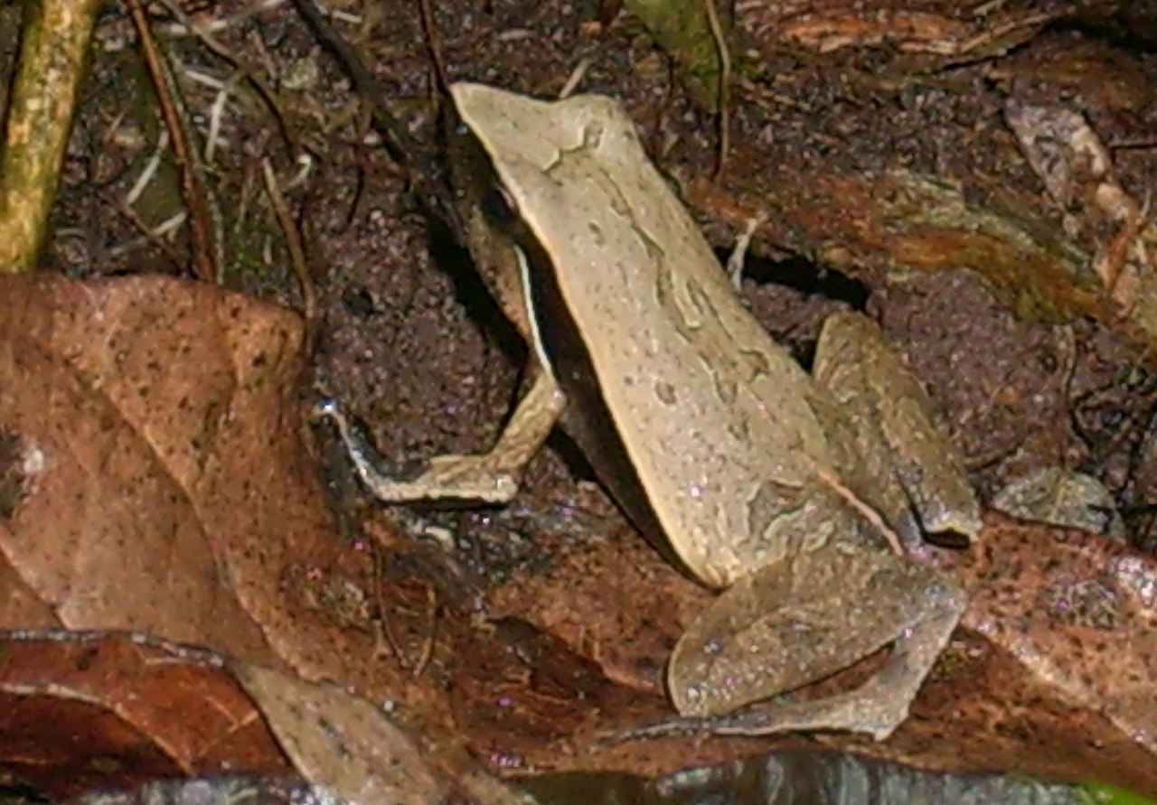 physalaemus-albonotatus