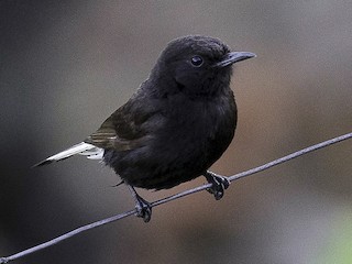 qara-bugda-qusu