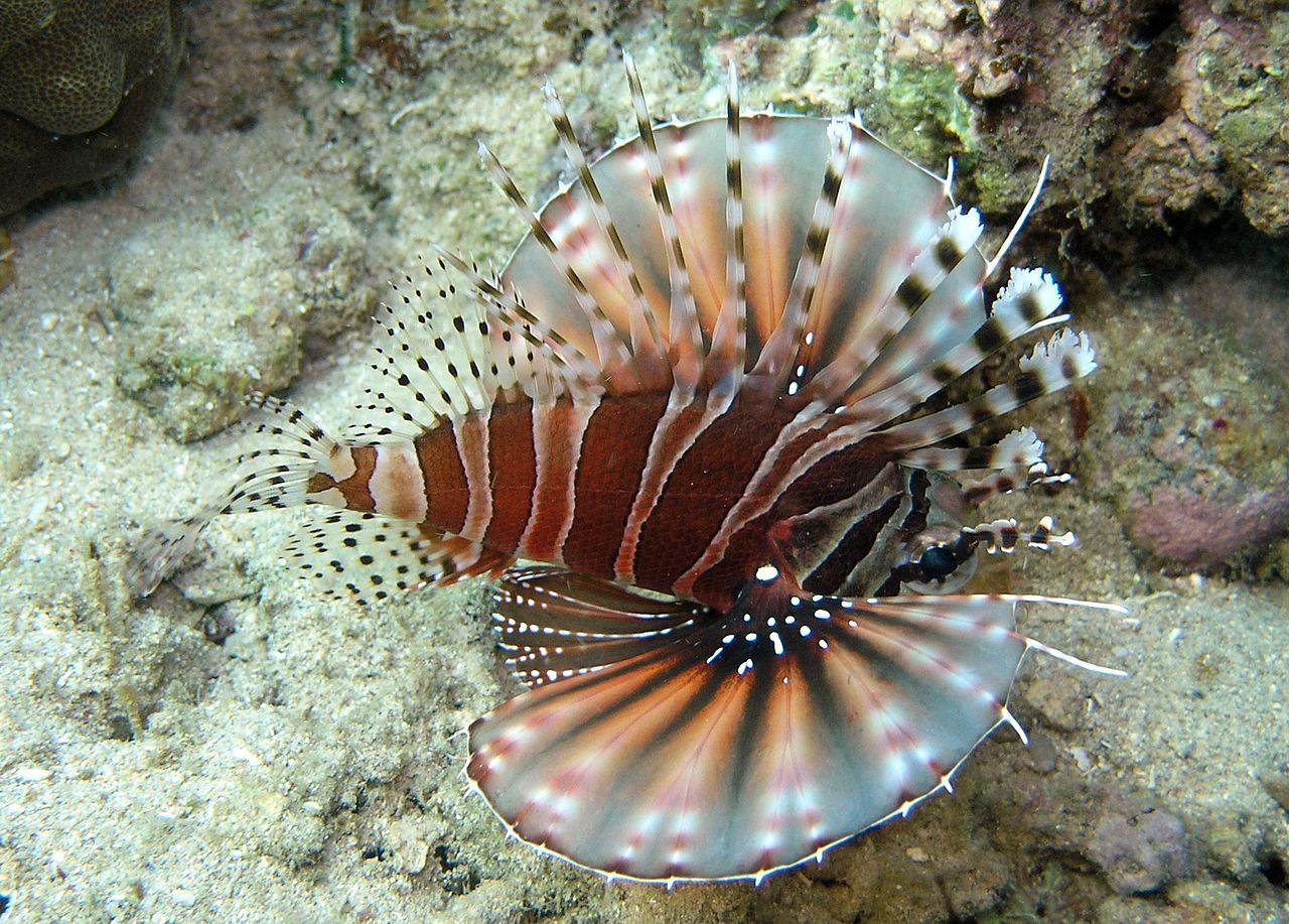 zebra-turkeyfish-baligi