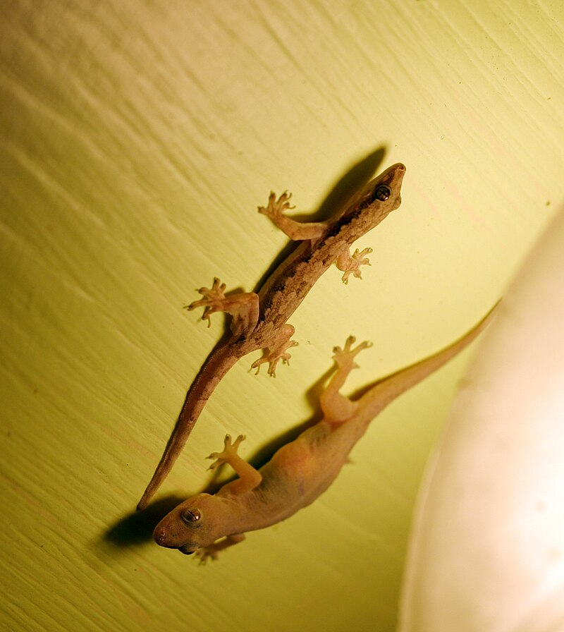 hemidactylus-kertenkelesi