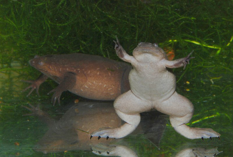 qerb-dirnaqli-qurbagasi-xenopus-tropicalis
