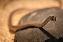 rhamphiophis-oxyrhynchus-ilani