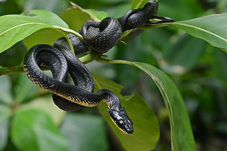 phrynonax-poecilonotus-ilani