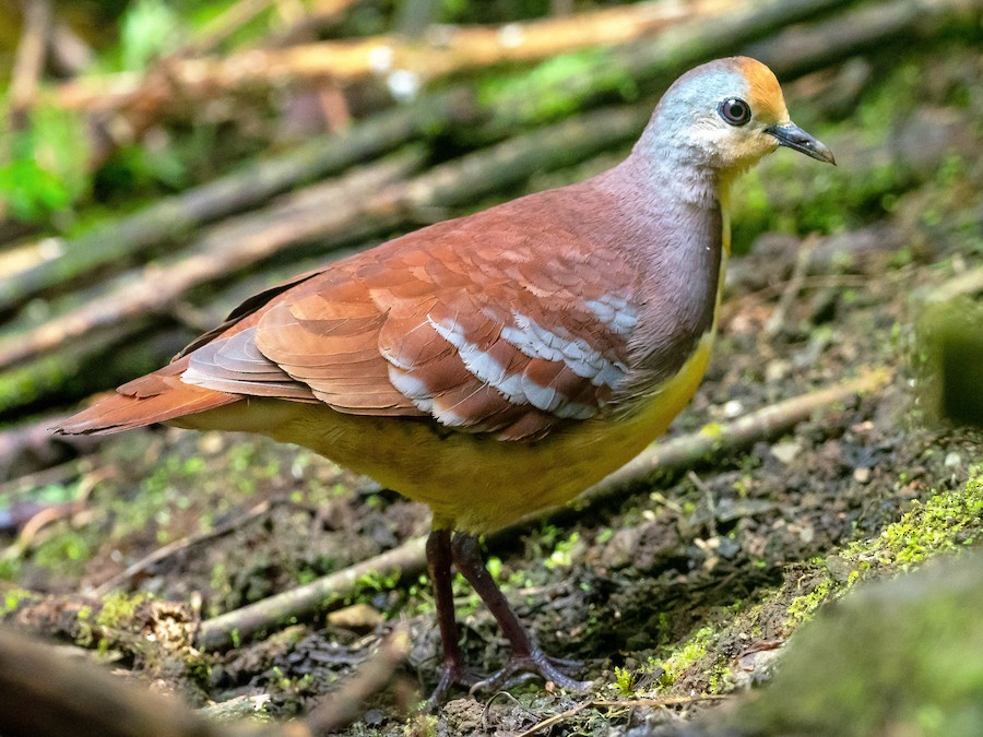 darcini-yer-goyercini