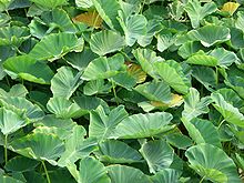 colocasia