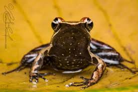 mantidactylus-charlotteae-qurbagasi