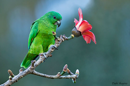 qara-dimdikli-amazona