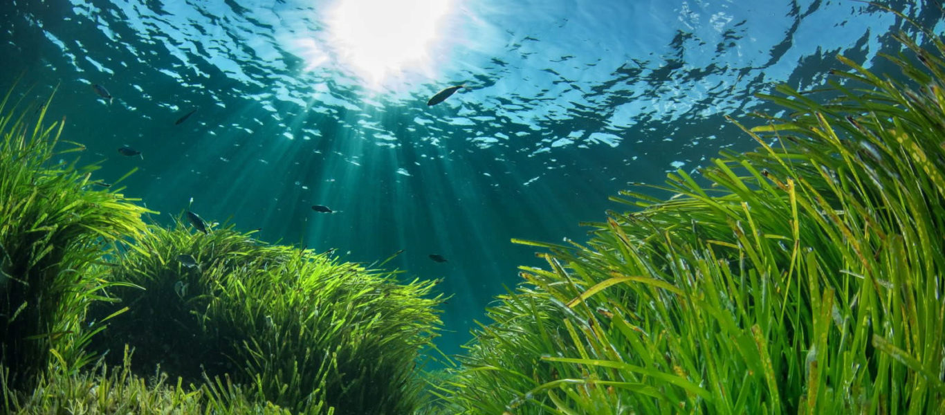 posidonia