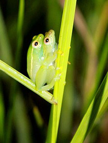 hyperolius-nasutus-qurbagasi
