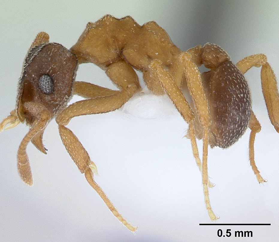 cyphomyrmex-qarisqasi
