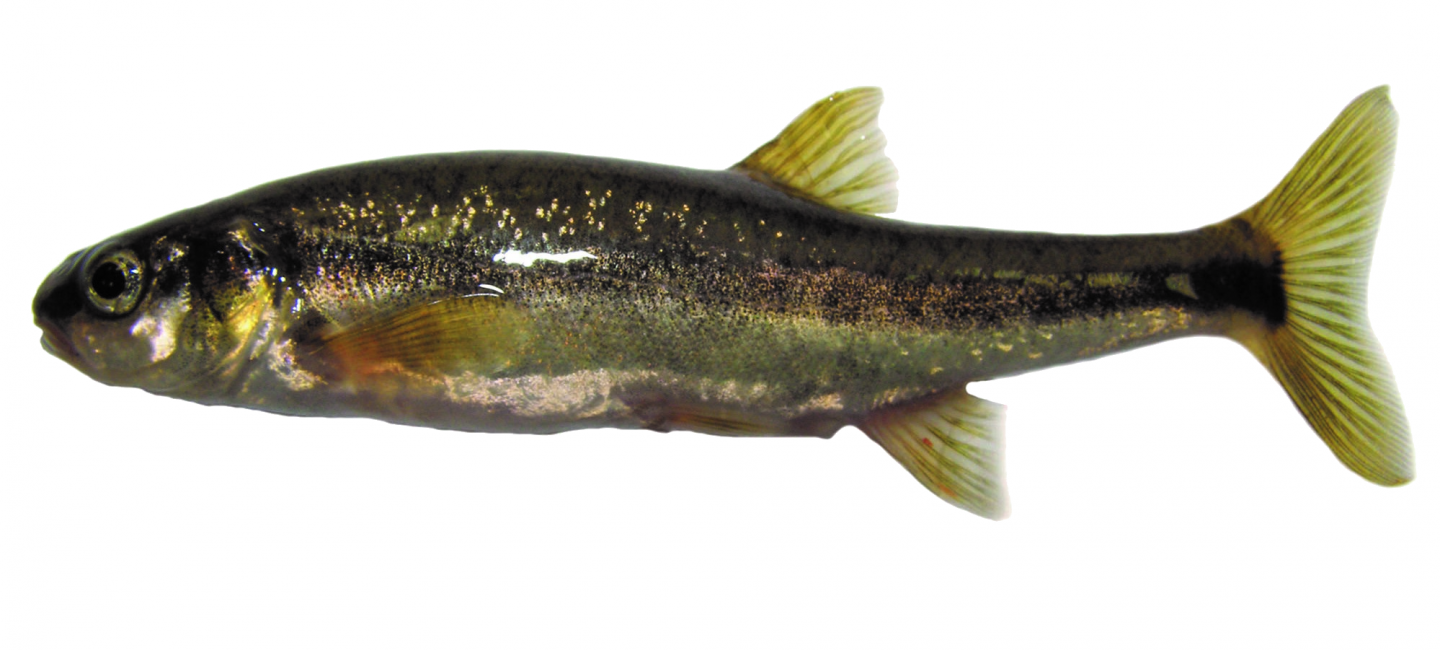 minnow-baliqlari