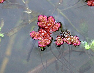 azolla-filiculoides