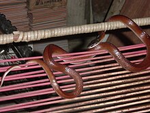 pseudoboa-neuwiedii-ilani