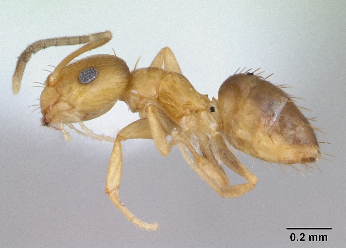 brachymyrmex-qarisqasi