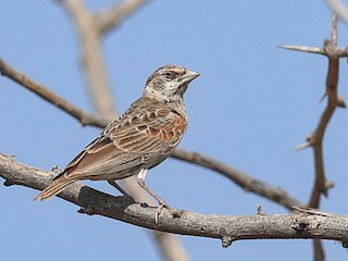 sabalidibas-serce-toragayi