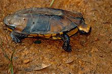 boyunburan-tisbaga-platemys-platycephala