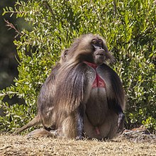 gelada-meymunu