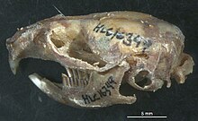phenacomys-sicovullar-cinsi