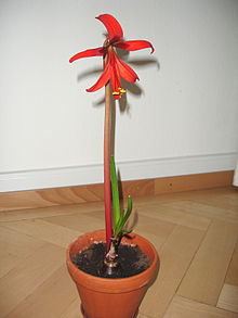 zephyranthes-formosissima